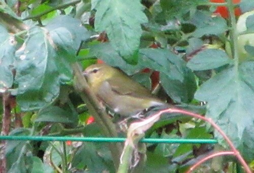 Tennessee Warbler