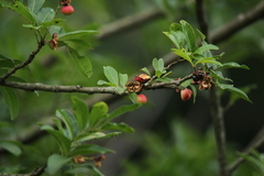 Matayba elaeagnoides