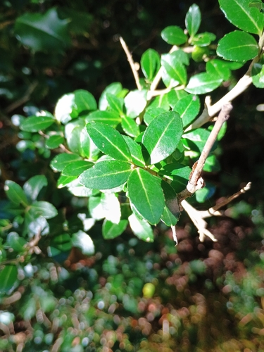 Ilex crenata observed 2026-10-15