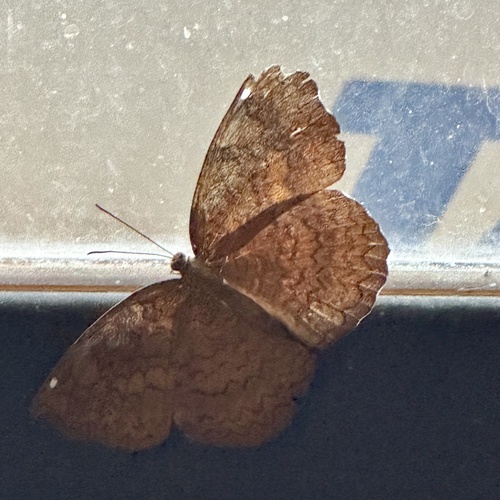 Common Castor Butterfly