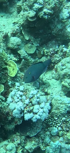 Scarus niger observed 2026-10-15