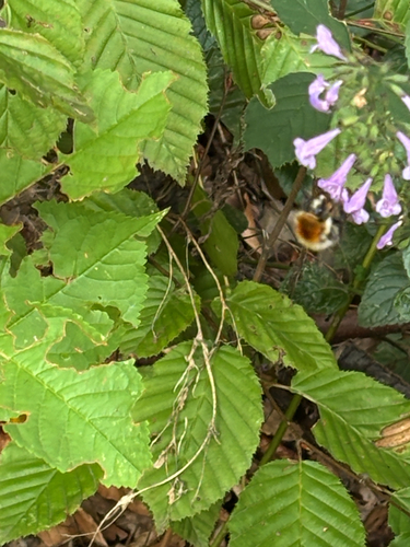 Common Carder Bumble Bee