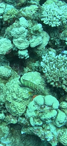 Cephalopholis hemistiktos observed 2026-10-15
