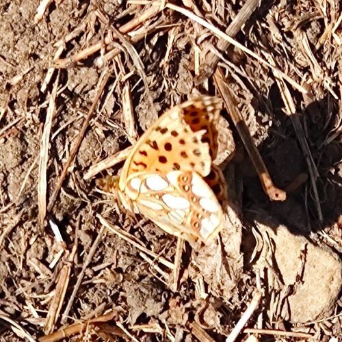 Queen of Spain Fritillary