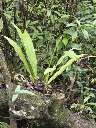Campyloneurum phyllitidis observed 2026-10-15