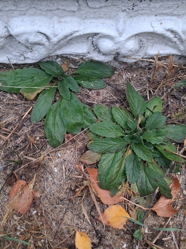 Ajuga genevensis, 2026-10-15