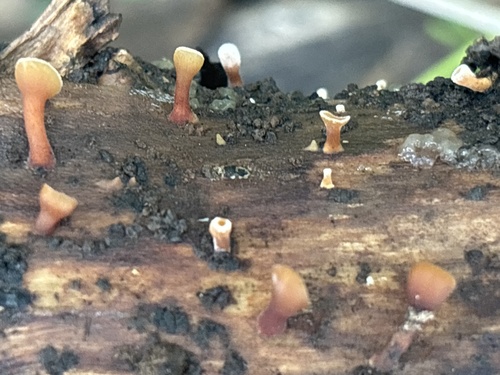 Dacryopinax elegans