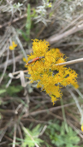 Colorado Soldier Beetle