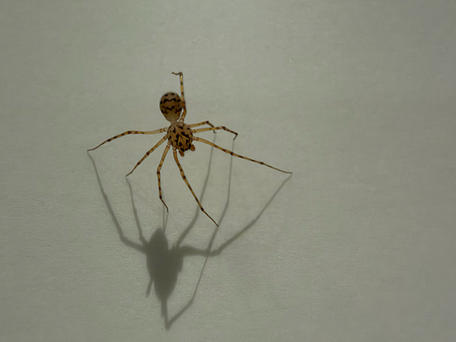Common Spitting Spider