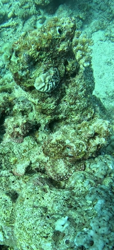 Scorpaenopsis diabolus observed 2026-10-15