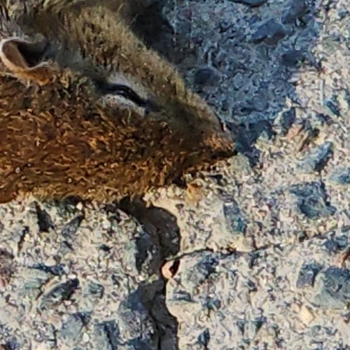 Eastern Chipmunk