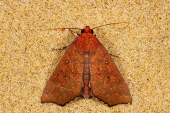 Rusicada nigritarsis