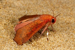 Rusicada nigritarsis