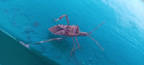 Western Conifer Seed Bug