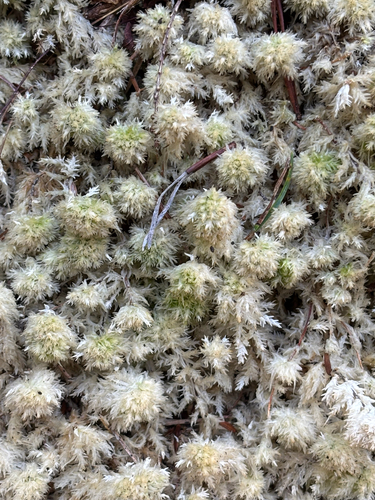 Sphagnum compactum observed 2026-10-13