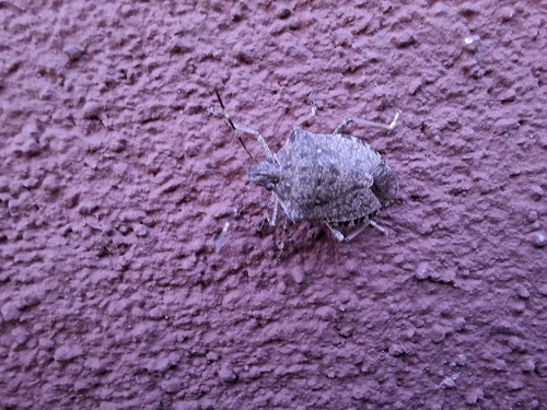 Brown Marmorated Stink Bug
