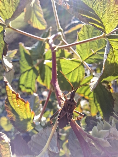 Western Conifer Seed Bug