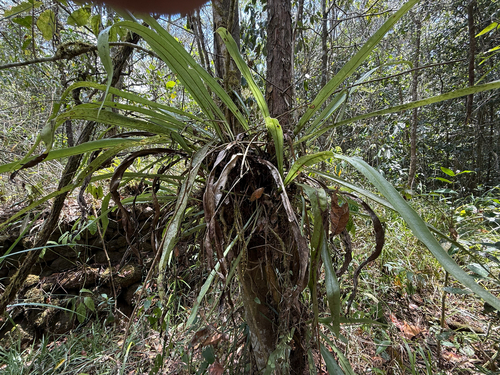 Microsorum punctatum observed 2026-10-15