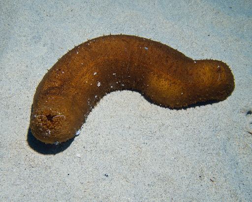 Bohadschia