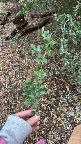 Ilex crenata observed 2026-10-12