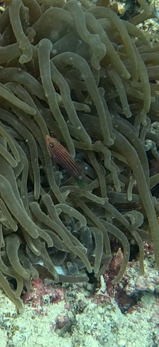 Pseudocheilinus hexataenia observed 2026-10-15