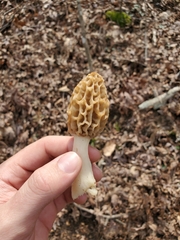 Morchella esculenta