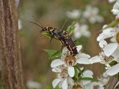 Chauliognathus fernshawensis