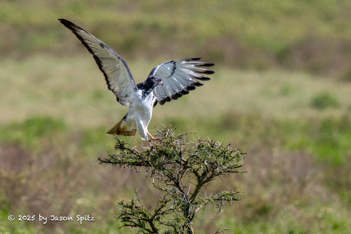 iNaturalist image