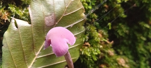 Amethyst Deceiver