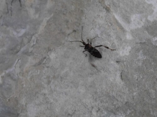 Western Conifer Seed Bug