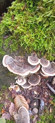 turkey-tail