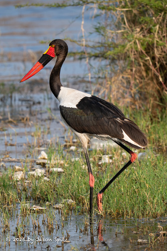iNaturalist image