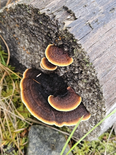 Conifer Mazegill