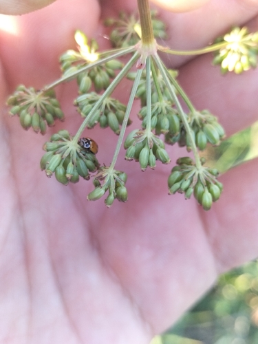 Variegated Lady Beetle