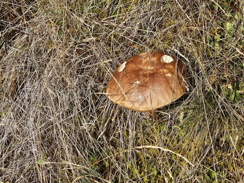 King Bolete