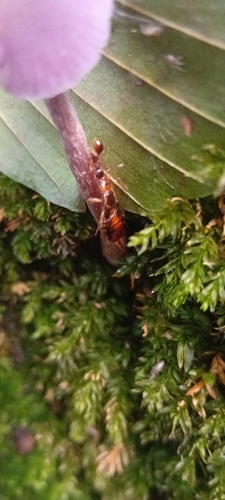 Chelidurella acanthopygia