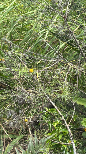 Trigonopterum laricifolium observed 2026-10-08