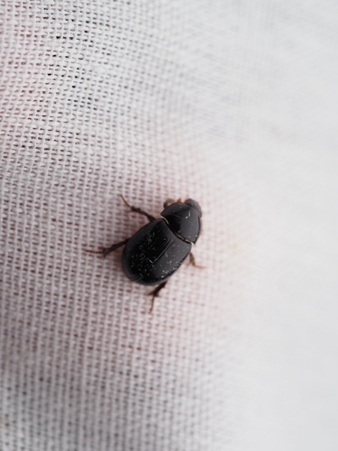Illiger's Scavenger Scarab