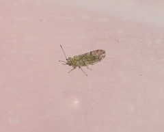 Craspedolepta martini