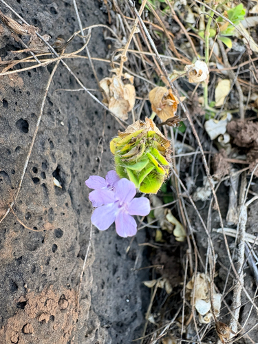 Ruellia blechum observed 2026-10-14