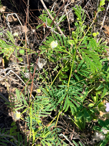 Desmanthus virgatus observed 2026-10-14