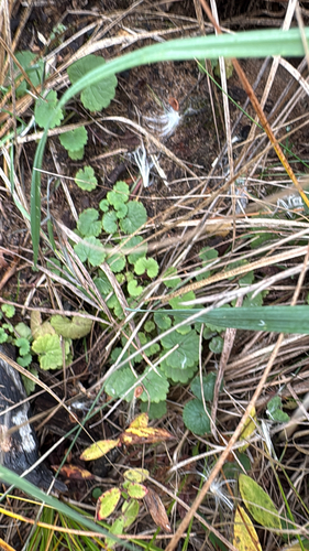 ground-ivy