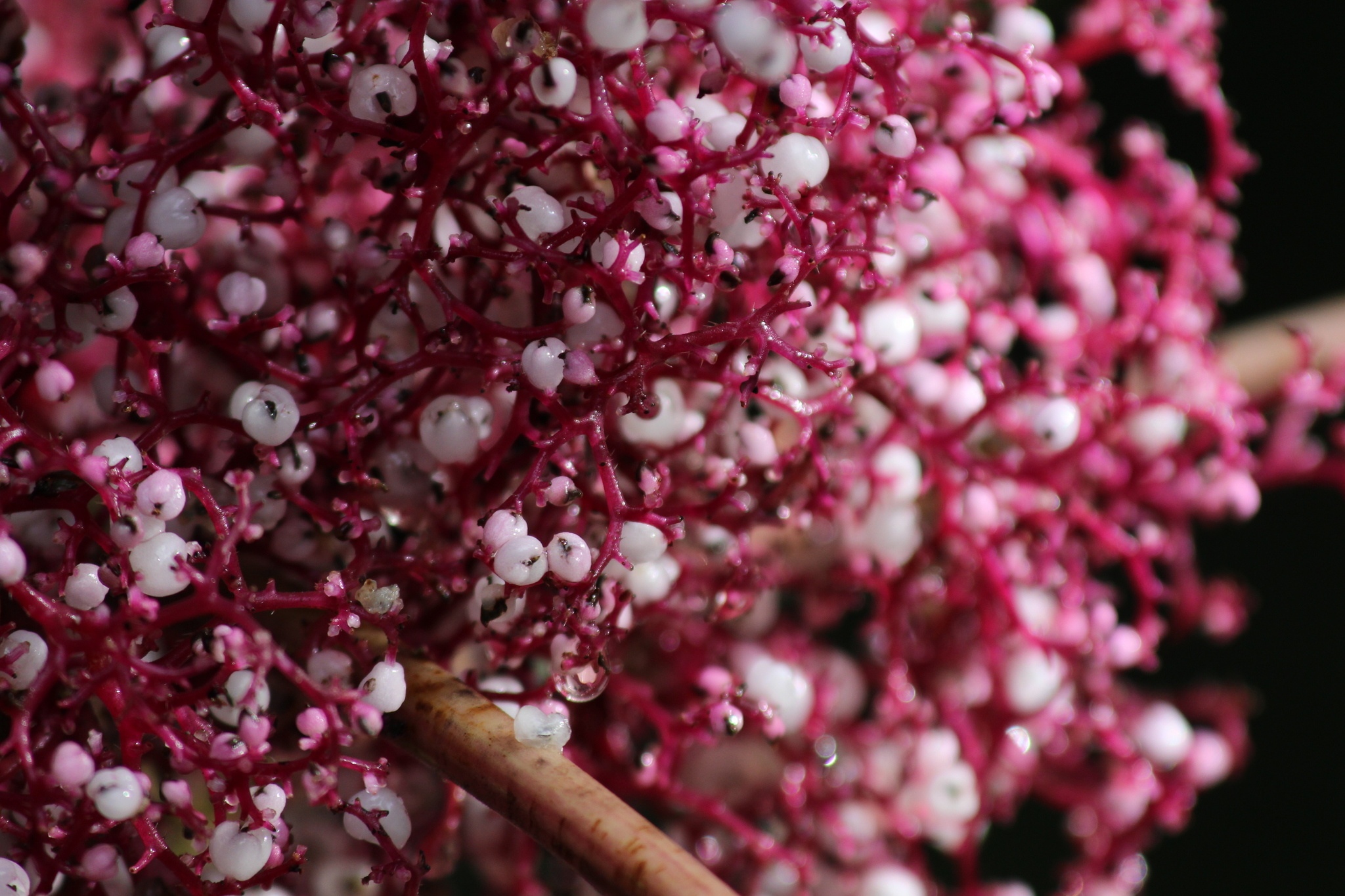 Urera baccifera