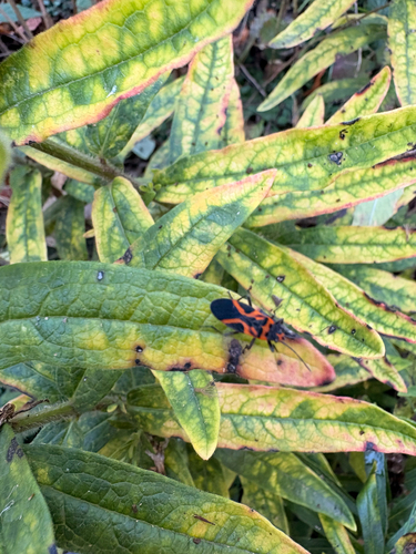 False Milkweed Bug