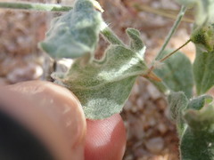 Eriogonum viridescens