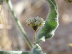 Eriogonum viridescens