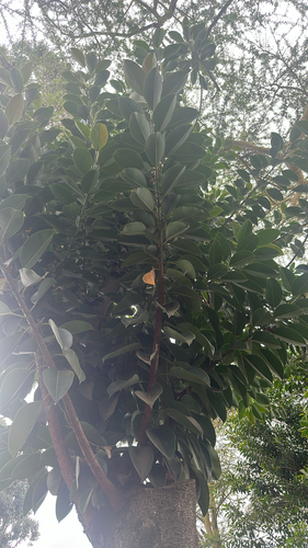 Ficus elastica observed 2026-10-15