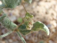 Eriogonum viridescens