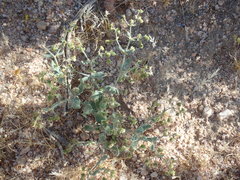Eriogonum viridescens