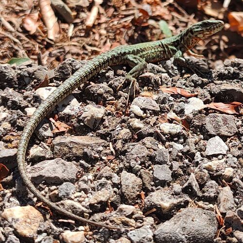 Common Wall Lizard